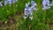 Field of beautiful fresh blooming delicate blue hyacinths in early spring in park.