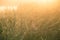 A field of beautiful green sedge grass in morning light. Marsh landscape on Northern Europe.