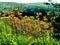 A field of beautiful orange Hemerocallis flowers blooming