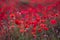 Field of beautiful red bloming poppies