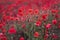 Field of beautiful red bloming poppies