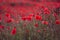 Field of beautiful red bloming poppies