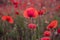 Field of beautiful red bloming poppies
