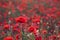 Field of beautiful red bloming poppies