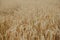 A field of beautiful ripe wheat.