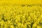 Field of beautiful springtime golden flower of rapeseed