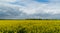 Field of beautiful springtime golden flower of rapeseed with blue sky