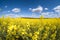 Field of beautiful springtime golden flower of rapeseed with blue sky