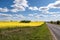 Field of beautiful springtime golden flower of rapeseed with blue sky