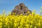 Field of beautiful springtime golden flower of rapeseed with blue sky near.huge straw pile of Hay roll bales. cattle bedding