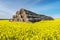 Field of beautiful springtime golden flower of rapeseed with blue sky near..huge straw pile of Hay roll bales. cattle bedding