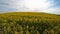 Field of beautiful springtime golden flower of rapeseed closeup on blurred background, canola colza in Latin Brassica napus with b