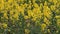 Field of beautiful springtime golden flower of rapeseed closeup on blurred background, canola colza in Latin Brassica napus with b