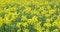 Field of beautiful springtime golden flower of rapeseed is plant for green industry