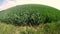 Field of beautiful springtime green rye and wheat closeup for green industry. grass sways in the wind