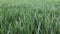 Field of beautiful springtime green rye and wheat closeup for green industry. grass sways in the wind