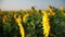 Field of Beautiful Sunflowers