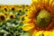 Field of beautiful sunflowers, close up Summer harvest
