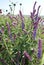 A field of beautiful Woodland Sage