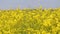 Field of beautiful yellow rapeseed flowers close-up. Slow motion.