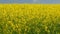 Field of beautiful yellow rapeseed flowers close-up. Static view.