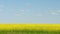 Field of beautiful yellow rapeseed flowers. Slow motion. Panorama.