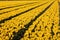 A field with beautiful yellow tulips and diagonal lines in holland in spring