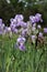 Field of beauty flowering lilac irises outdoor