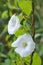 Field bindweed