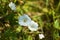 Field bindweed in bloom closeup view with selective focus on foreground