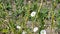 Field bindweed (Convolvulus arvensis). The flowering of white flowers looks like bells.