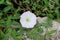 Field bindweed or Convolvulus arvensis herbaceous perennial plant with fully open blooming white flower growing surrounded with