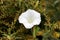 Field bindweed or Convolvulus arvensis herbaceous perennial plant with fully open white flower