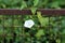 Field bindweed or Convolvulus arvensis perennial plant with open blooming white flower growing on side of rusted wire fence