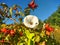 Field bindweed (Convolvulus arvensis) on a wild rose bush