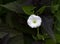 Field Bindweed Flower