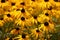 Field of Black-Eyed Susan