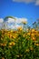 Field of Black Eyed Susan Flowers