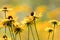 A field of Black-Eyed Susan flowers (Rudbeckia) in golden peak color, selective focus