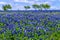 A Field Blanketed with the Famous Texas Bluebonnet