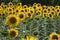 Field of bloomed sunflowers