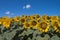 Field of bloomed sunflowers