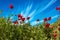 Field of blooming anemones