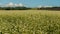 Field is blooming buckwheat