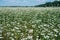 A field of blooming buckwheat in Ukraine