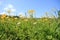 A field with blooming buttercups and daisies in the park in spring.