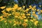 A field with blooming buttercups in the park in spring.