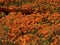 Field of Blooming California Poppies Tight