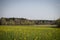 Field of blooming canola against the background of the forest.