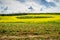 Field of blooming canola, Alberta